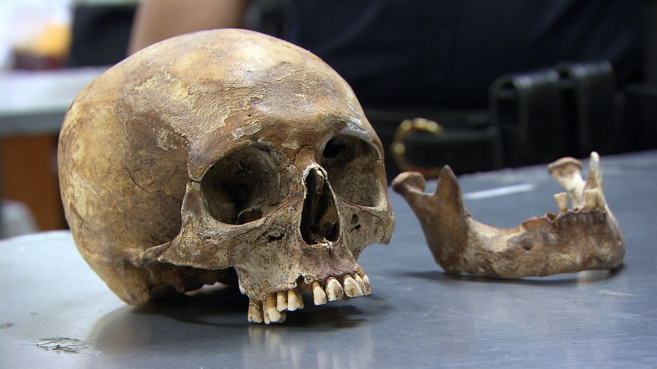 Die New Yorker Zollbeamten haben einen äußerst seltenen Fund: ein menschlicher Schädel ... - Bildquelle: Seven Network (Australia)
