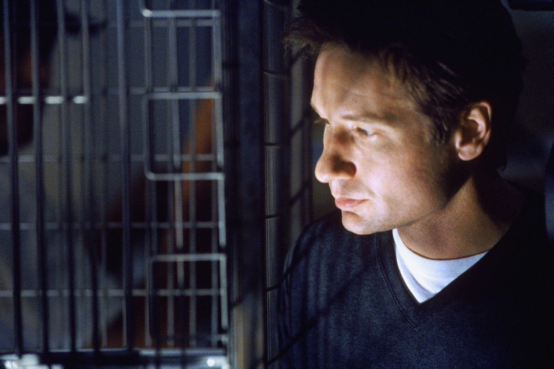 Wird gemeinsam mit seiner Kollegin auf einen neuen Fall angesetzt: Mulder (David Duchovny) ... - Bildquelle: 1998-1999 Twentieth Century Fox Film Corporation.  All rights reserved.