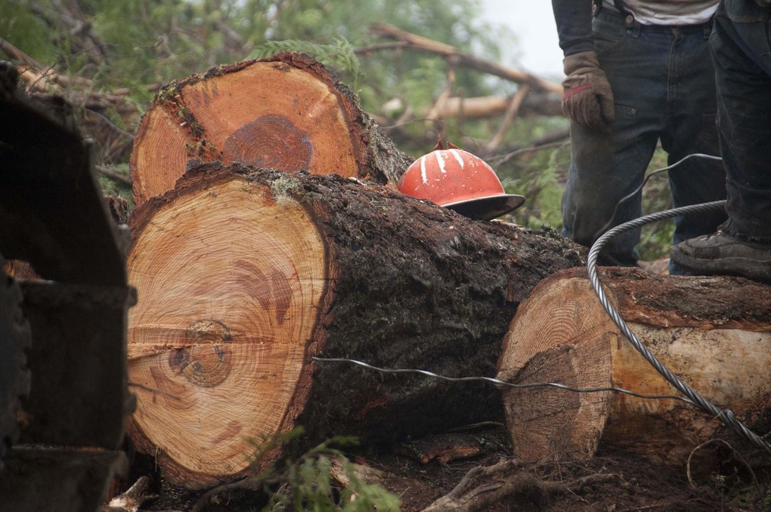 Für die Holzfäller-Teams im Nordwesten der USA neigt sich eine der härtesten Saisons aller Zeiten dem Ende zu und bei allen liegen kurz vor Schluss... - Bildquelle: 2012 A+E Networks