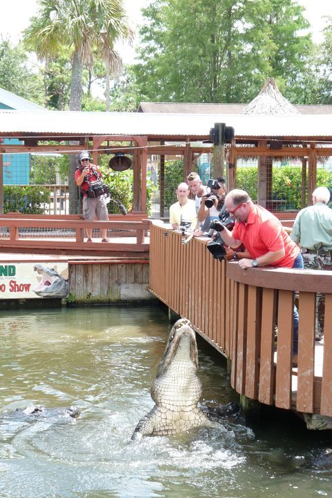 Der Reptilien-Tierpark Gatorland in Florida ist vor allem für seine Alligatoren, Krokodile und Schlangen bekannt. - Bildquelle: 2014,Great American Country/Scripps Networks, LLC. All Rights Reserved.