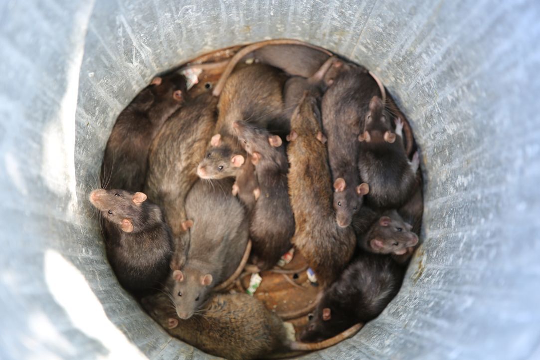 I Smell a Rat Infestation - Bildquelle: © Boat Rocker Rights