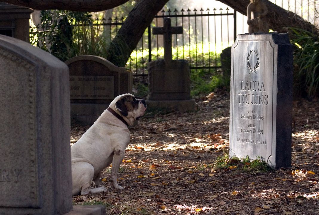 Als Walter den widerspenstigen Hund auf der Strasse entdeckt, verfolgt er ihn bis zu einem Friedhof, wo dieser sich neben einem Grab niederlässt. Vo... - Bildquelle: 2007 Warner Brothers