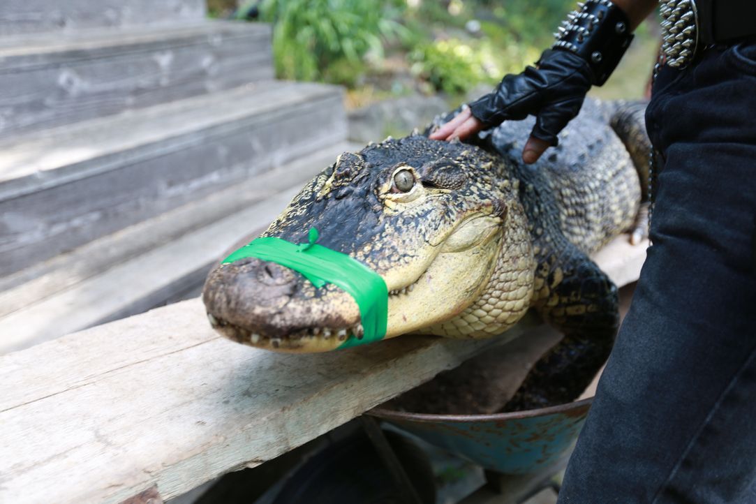 Later, Alligator - Bildquelle: © Boat Rocker Rights