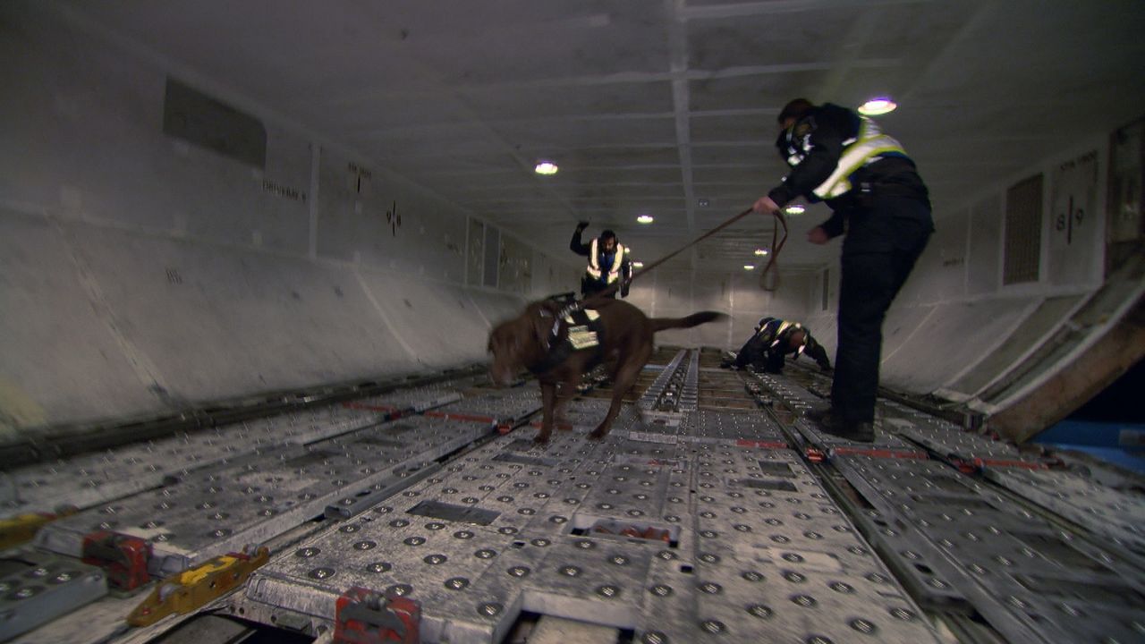 Mit Hilfe eines speziell ausgebildeten Spürhundes durchsuchen Grenzbeamte den verdächtigen Frachtraum eines Passagierflugzeuges. - Bildquelle: Force Four Entertainment / BST Media 2 Inc.