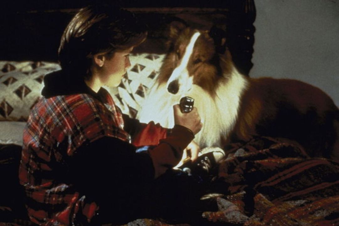 Erst als dem jungen Matt (Tom Guiry) die Collie-Hündin Lassie zuläuft, gewinnt er wieder Freude am Leben ... - Bildquelle: Paramount Pictures