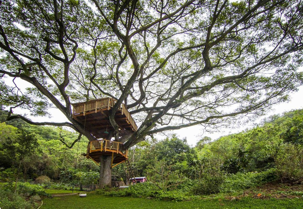 Ein Baumhaus-Traum geht in Erfüllung: Die Treehouse Guys erschaffen in Oahu, Hawaii, ein Baumhaus in einem äußerst beeindruckenden Regenbaum ... - Bildquelle: 2014, DIY Network/Scripps Networks, LLC. All RIghts Reserved.