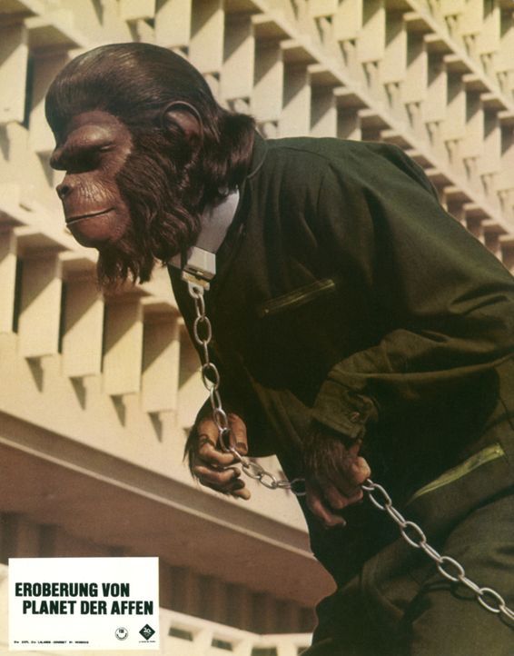 Eroberung vom Planet der Affen - Bildquelle: Twentieth Century-Fox Film Corporation