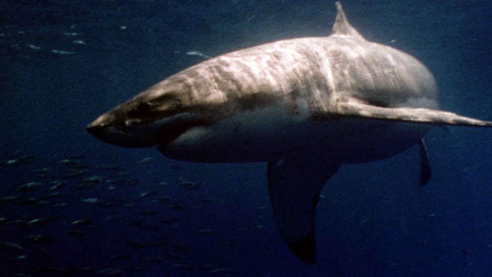 Raging Sharks - Killer aus der Tiefe - Bildquelle: 2004 Sharky Productions A.V.V.  All Rights Reserved.