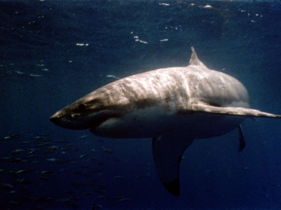 Nach dem katastrophalen Zusammenstoß zweier außerirdischer Raumschiffe greifen verstrahlte Haifische eine Unterwasser-Forschungsstation an ... - Bildquelle: 2004 Sharky Productions A.V.V.  All Rights Reserved.