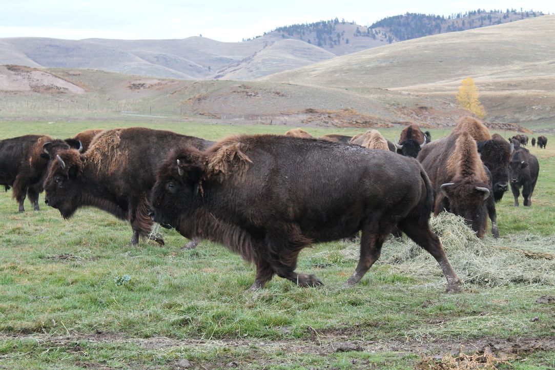 Jon und Etta Smith erfüllen sich ihren ganz persönlichen Haustraum: Eine Bison-Ranch in einer der abgelegensten Ecken des nordwestlichen Montana ... - Bildquelle: 2016,DIY Network/Scripps Networks, LLC. All Rights Reserved