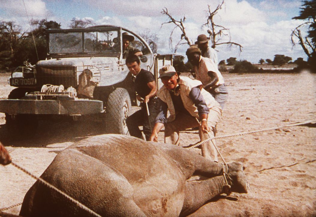 Der Großwildjäger Sean (John Wayne, 2.v.l.) hat zusammen mit seinen Kollegen der Großtier-Fangstation von Tanganjika ein Elefantenbaby eingefangen .... - Bildquelle: Paramount Pictures