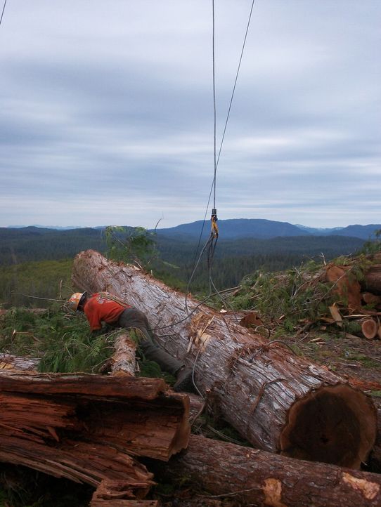Die neue Saison bringt neue Konkurrenz mit sich: Die Holzfäller von Big Gun Logging versuchen, sich im harten Wettbewerb im Nordwesten der USA zu be... - Bildquelle: 2012 A+E Networks