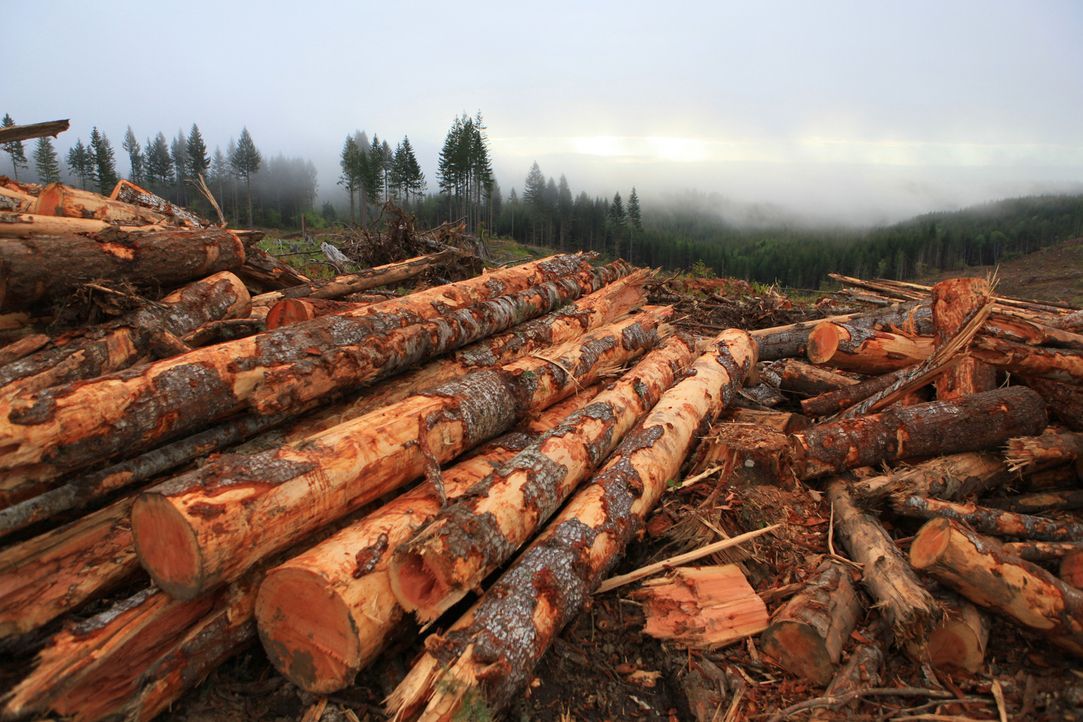 Die Saison ist fast zu Ende und der Ton unter den Holzfällern wird rauer ... - Bildquelle: 2012 A+E Networks
