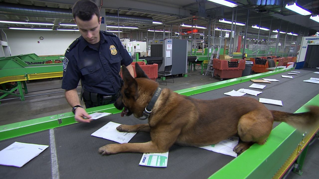 Beim Durchsuchen der Post aus dem Ausland haben die Beamten tierische Unterstützung. Ob der Hund fündig wird? - Bildquelle: Seven Network (Australia)