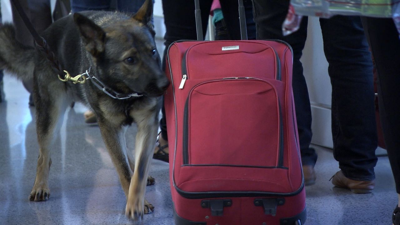 Die Grenzbeamten müssen jeden Einreisenden und jedes Gepäckstück genau beleuchten. Oft brauchen sie dabei tierische Unterstützung ... - Bildquelle: Seven Network (Australia)