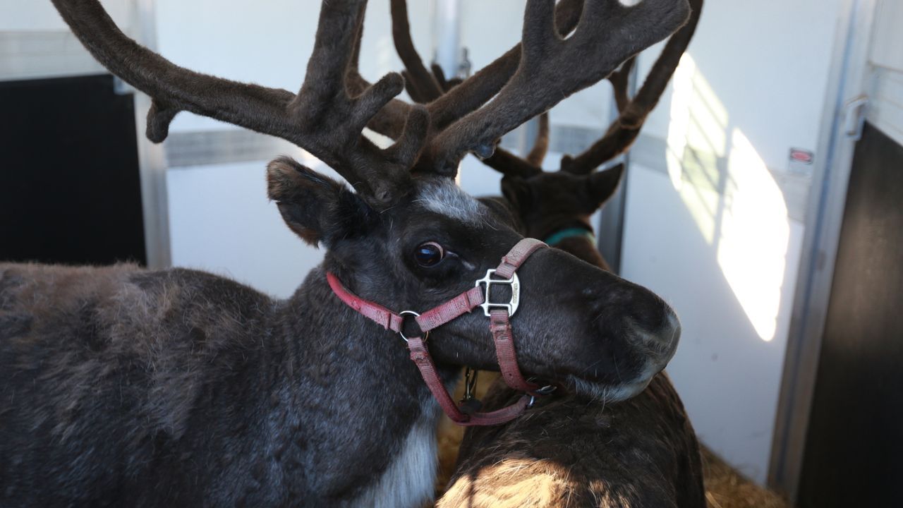 Reindeer Rodeo - Bildquelle: © Boat Rocker Rights