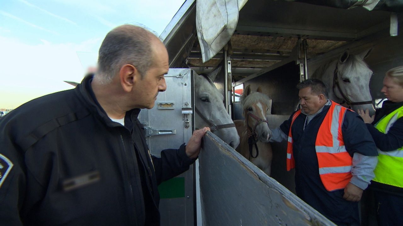 Am Zoll passieren verrückte Dinge: Ob diese Pferde wirklich als Drogenkuriere dienen mussten? - Bildquelle: Seven Network (Australia)