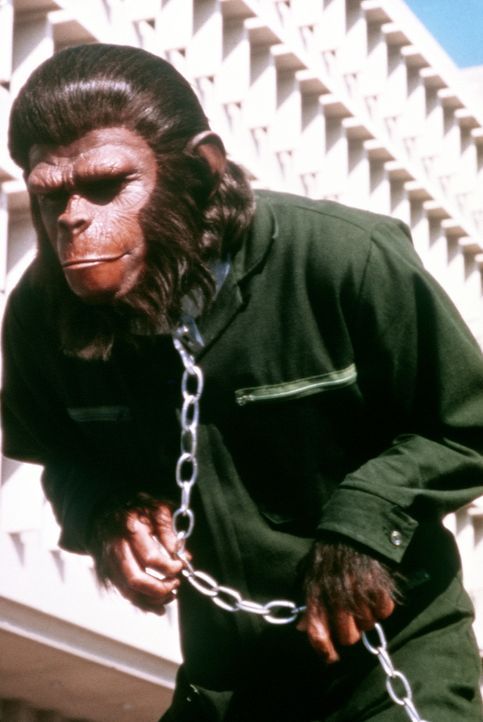 Nach außen hin ein Sklave, bereitet Cäsar (/Roddy Mcdowall) insgeheim den Aufstand der unterdrückten Affen gegen die Menschen vor ... - Bildquelle: Twentieth Century-Fox Film Corporation