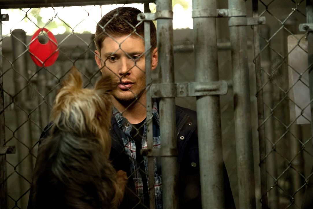 Nachdem Dean (Jensen Ackles) die Sprache der Tiere versteht, führt er eine ungewöhnliche Befragung durch. Doch plötzlich zeigt der Zauberspruch auch... - Bildquelle: 2013 Warner Brothers