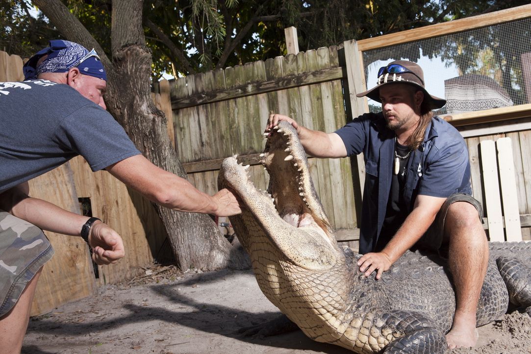 (1. Staffel) - Haben keine Angst vor Krokodilen: die Gator Boys Paul Bedard (l.) und Jimmy Riffle (r.) ... - Bildquelle: Bob Croslin 2011 Discovery Communications