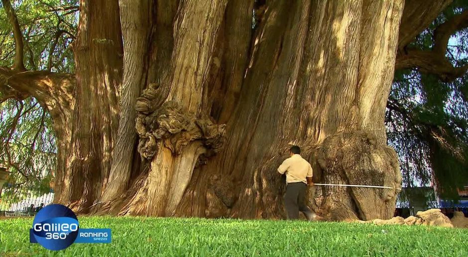 Galileo 360 Video Der Dickste Baum Der Welt Prosieben Maxx